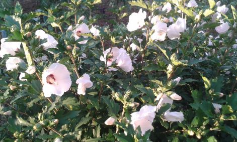 20150727_194833.jpg