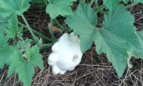 20150727_195023.jpg