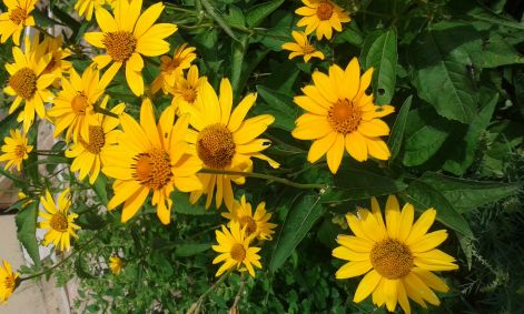 20160628_131555.jpg