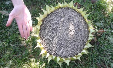 20160825_121130.jpg