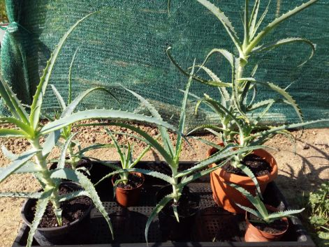 aloe_arborescens.jpg