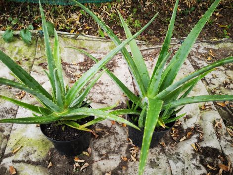 aloe_barbadensis_miller.jpg
