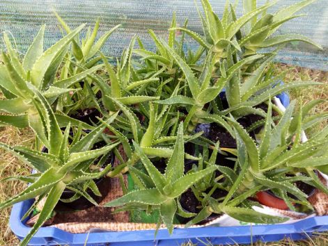 aloe_delaetii.jpg