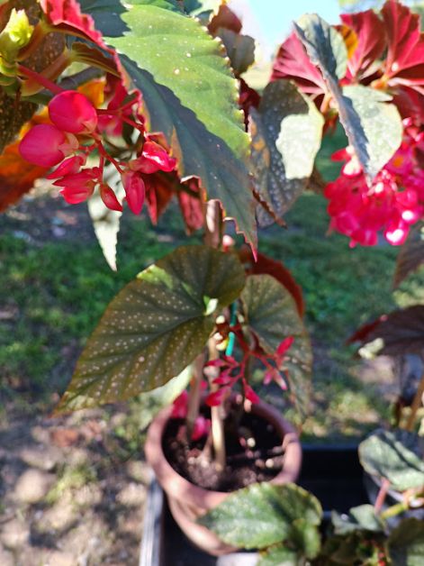 angyalszarny_begonia_viragzaskor.jpg