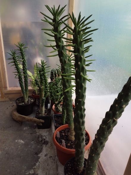 austrocylindropuntia_subulata__oszlopkaktusz..jpg