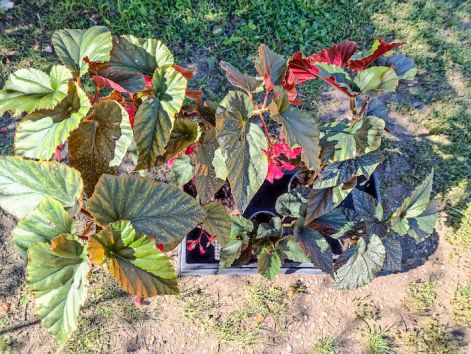 begonia_aconitifolia_a.dc..jpg