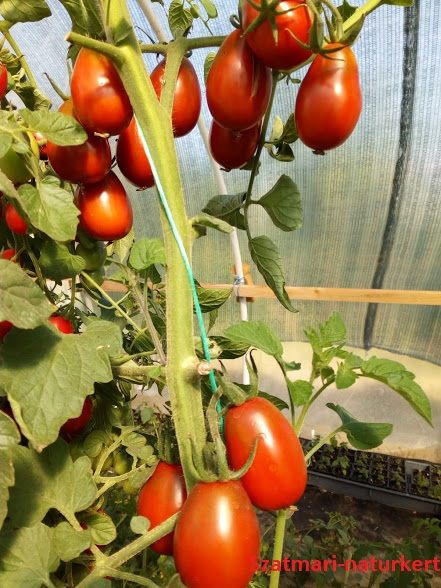black plum paradicsom