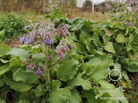 borago.jpg