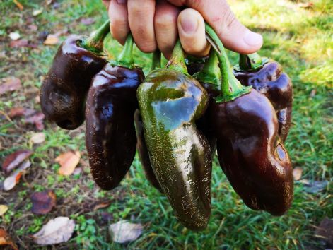 chocolate_sweet_bell_pepper_aramel.jpg