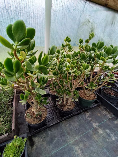 crassula_atropurpurea.jpg