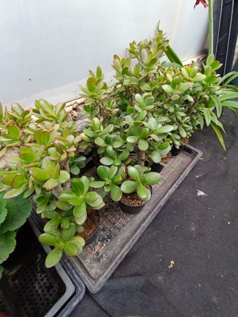crassula_ovata-tobb.jpg