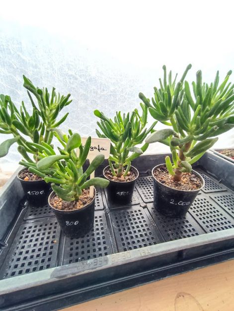 crassula_ovata_gollum.jpg