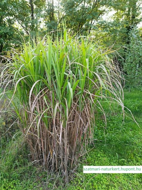 csendes-oceani_ezustfu_elefantfu_-_miscanthus_floridulus_elephantipes.jpg