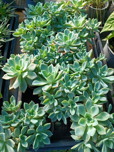Graptopetalum paraguayense - Csüngő kövirózsa
