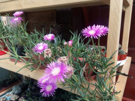 delosperma_cooperi.jpg