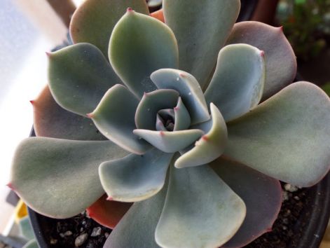 echeveria_perle_von_nurnberg.jpg