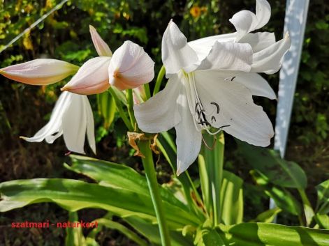 Ernyős liliom - Crinum moorei