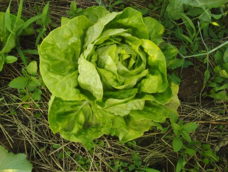 fejes_salata_teli.jpg