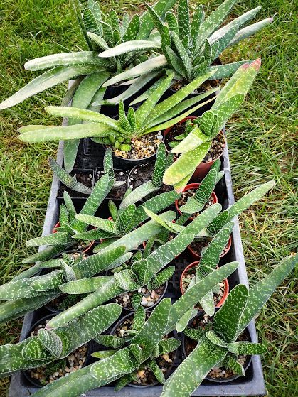 gasteria_bicolor_2020.jpg