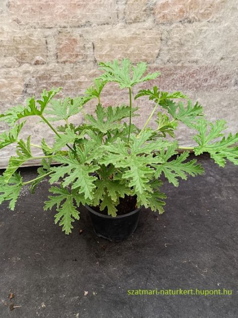 geranium_2.500_ft..jpg