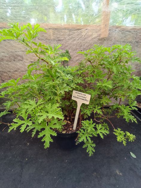 geranium_6.000_ft..jpg