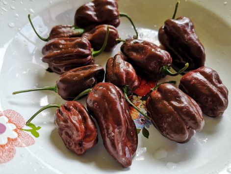 habanero_chocolate_chili.jpg