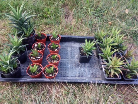 haworthia.jpg