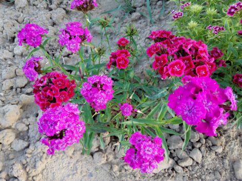 img_20170522_193635.jpg