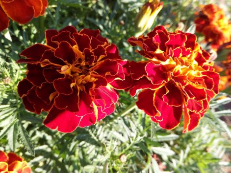 img_20170922_165347.jpg