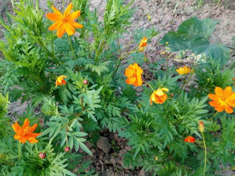 img_20180725_195631.jpg