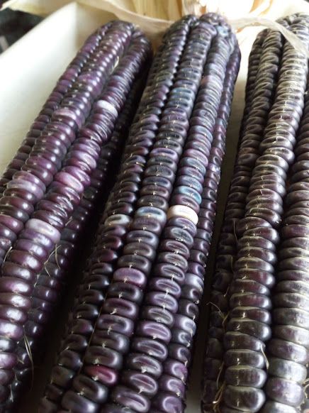 mccormacks_blue_giant._2.jpg