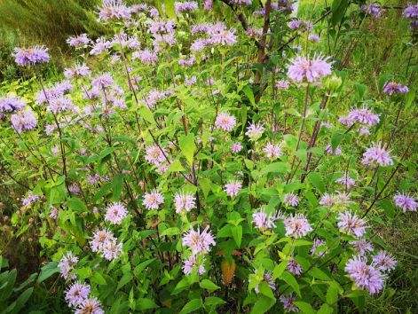 mehbalzsam_vadapolka_monarda.jpg