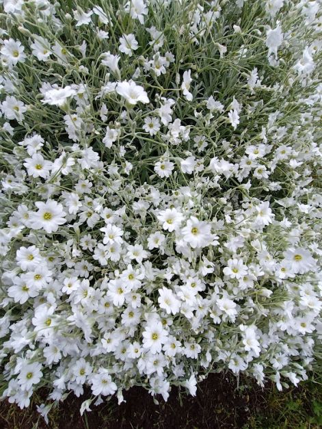 molyhos_madarhur_-_cerastium_tomentosum.jpg