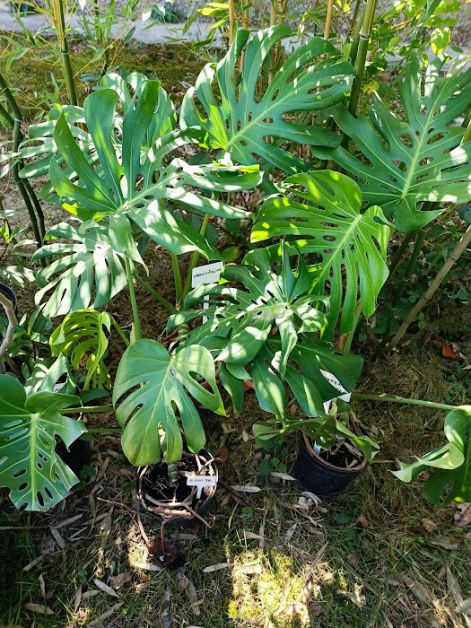 monstera_deliciosa_-_konnyezopalma.jpg