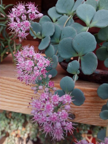 oktoberi_varjuhaj_sedum_sieboldii.jpg
