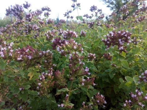 oregano_szurokfu.jpg
