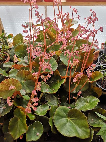 pajzslevelu_begonia_v..jpg