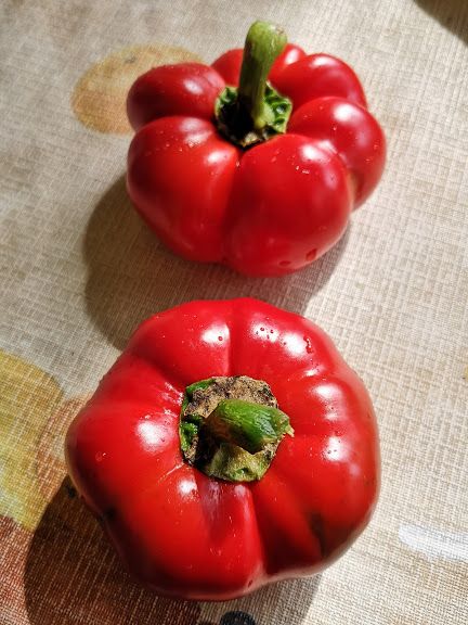 porcsalmai_tajfajta_edes.jpg