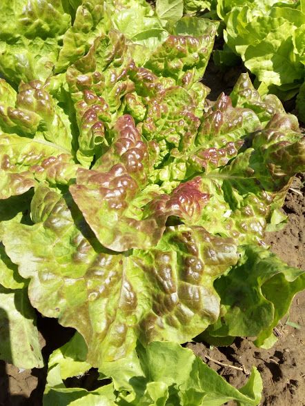 salata-fodros_tepo_barnas_teli.jpg