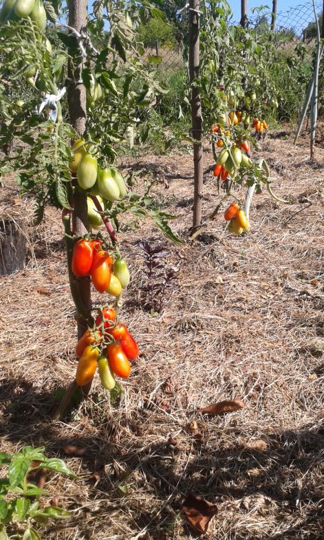 San marzano paradicsom