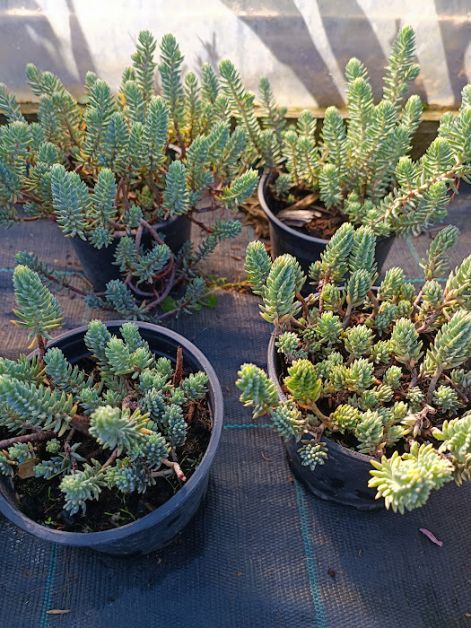 sedum_reflexum_blue_cushion_-_kovi_varjuhaj.jpg