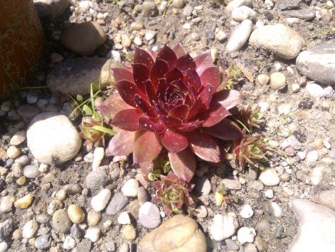 sempervivium_tectorum_purpuveum._2014.05.26..jpg