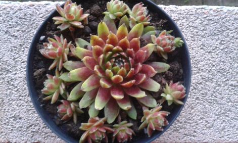 sempervivum_....jpg