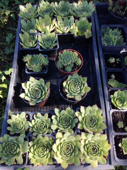 sempervivum_tectorum_-_300_ft_db..jpg
