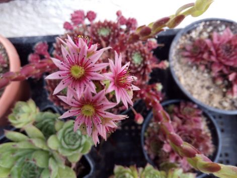 sempervivum_viragzik.jpg