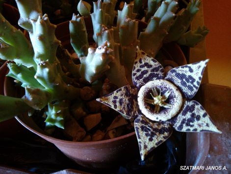 stapelia_variegata_tarka_dogvirag_-_rendjelvirag_2014.10.26..jpg