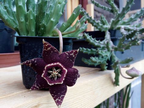stapelia_variegata_tarka_dogvirag_rendjelvirag_bordo.jpg