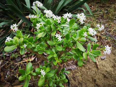 viragzo_crassula_ovata.jpg