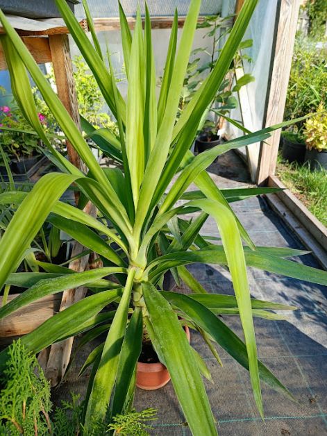 yucca-torlevelu_palmaliliom.jpg